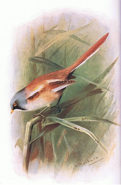 Baardman, uit Britse Vogels gepubliceerd door Longmans, 1932 door Archibald Thorburn